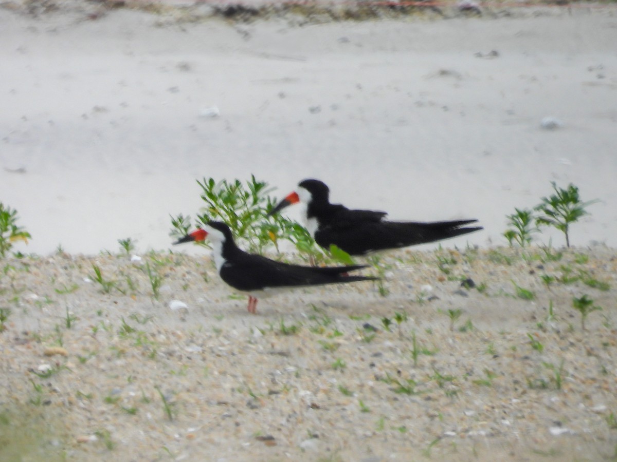 Black Skimmer - ML638822327