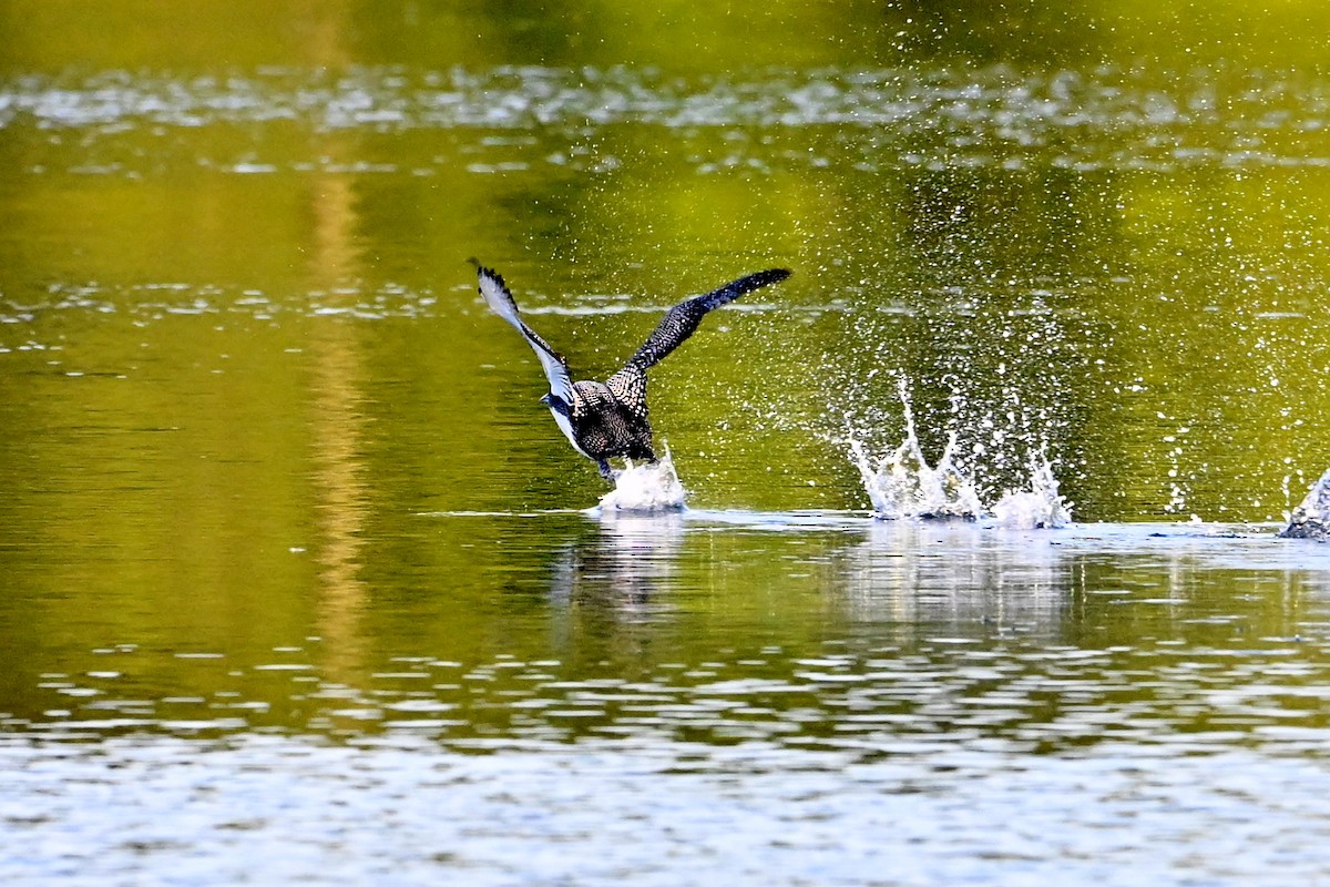 Common Loon - ML638822349