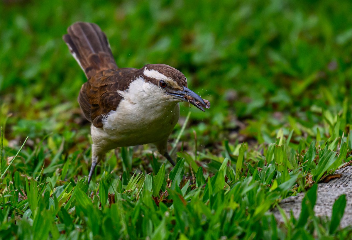 Bicolored Wren - ML638822361