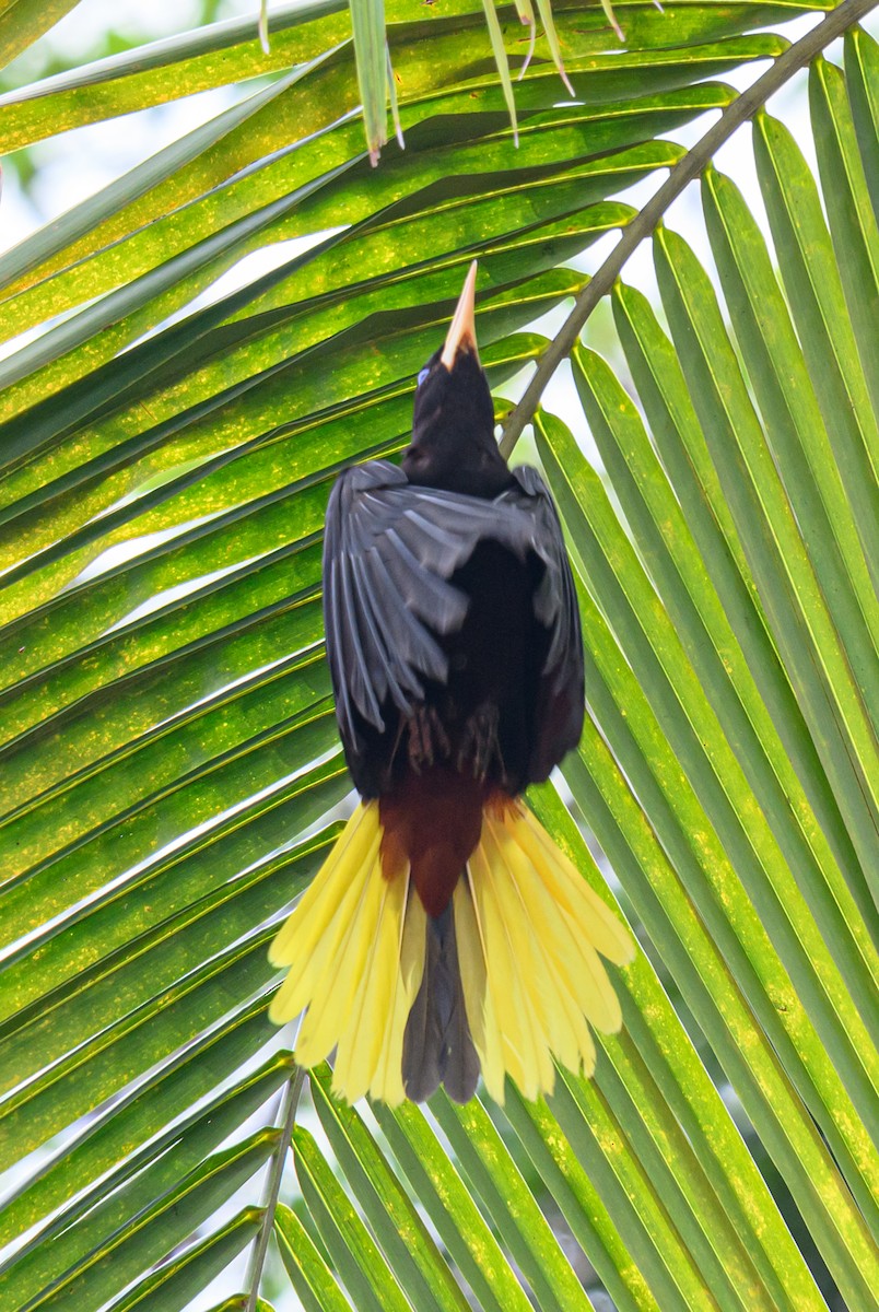 Crested Oropendola - ML638822384