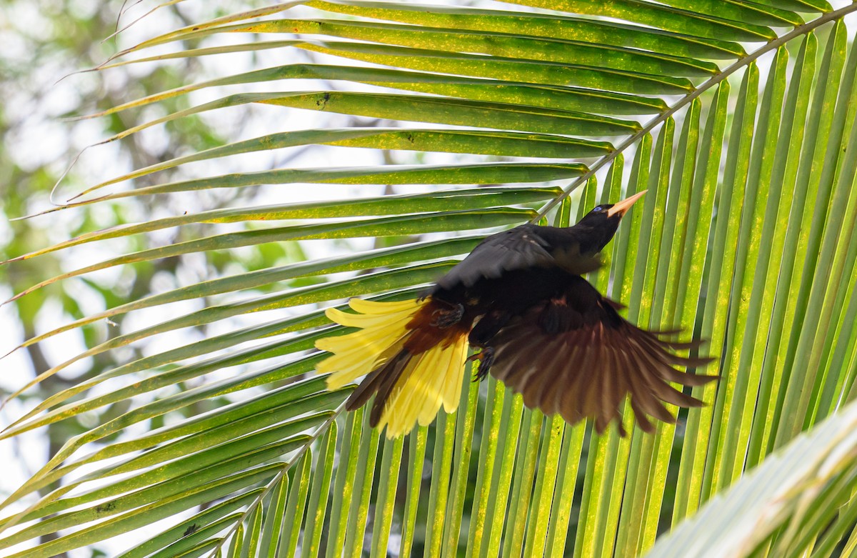 Crested Oropendola - ML638822385
