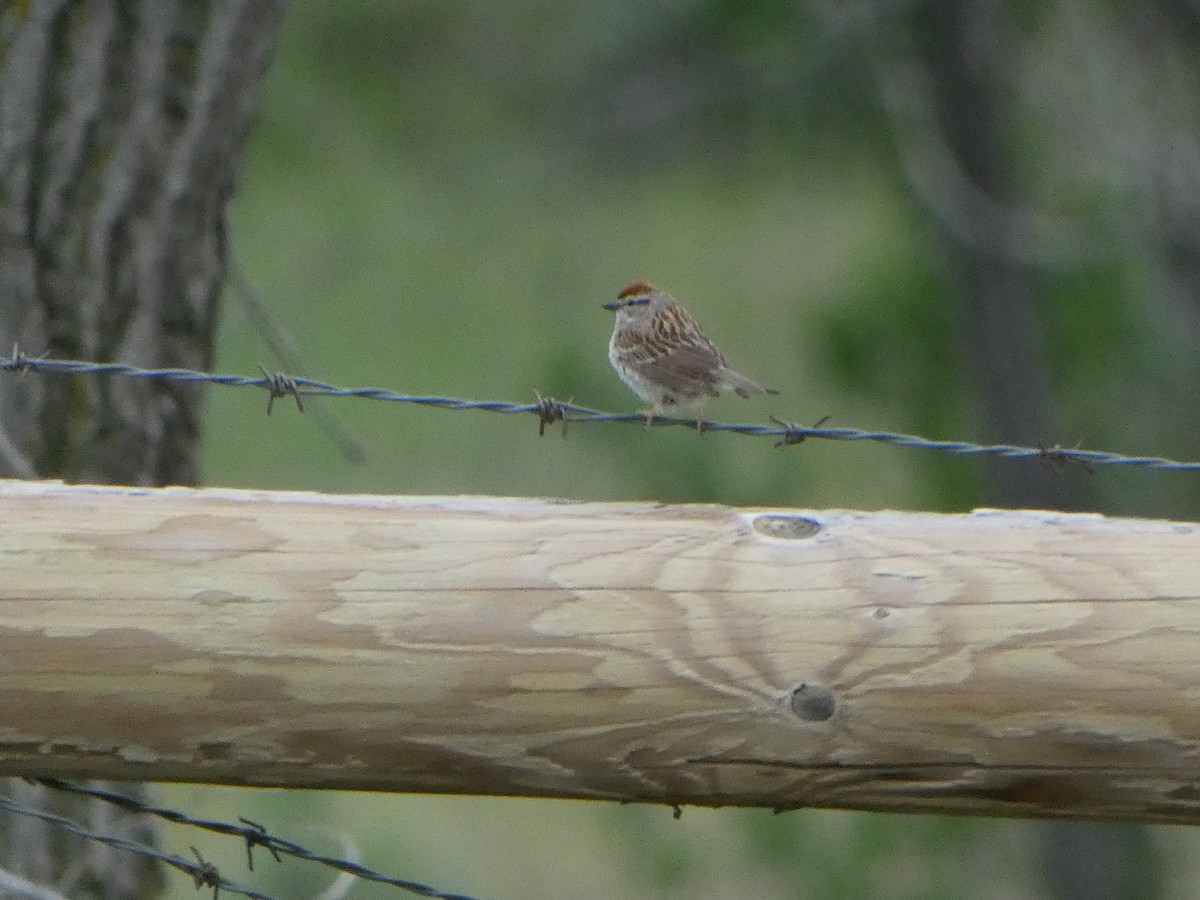 Chipping Sparrow - ML638822449