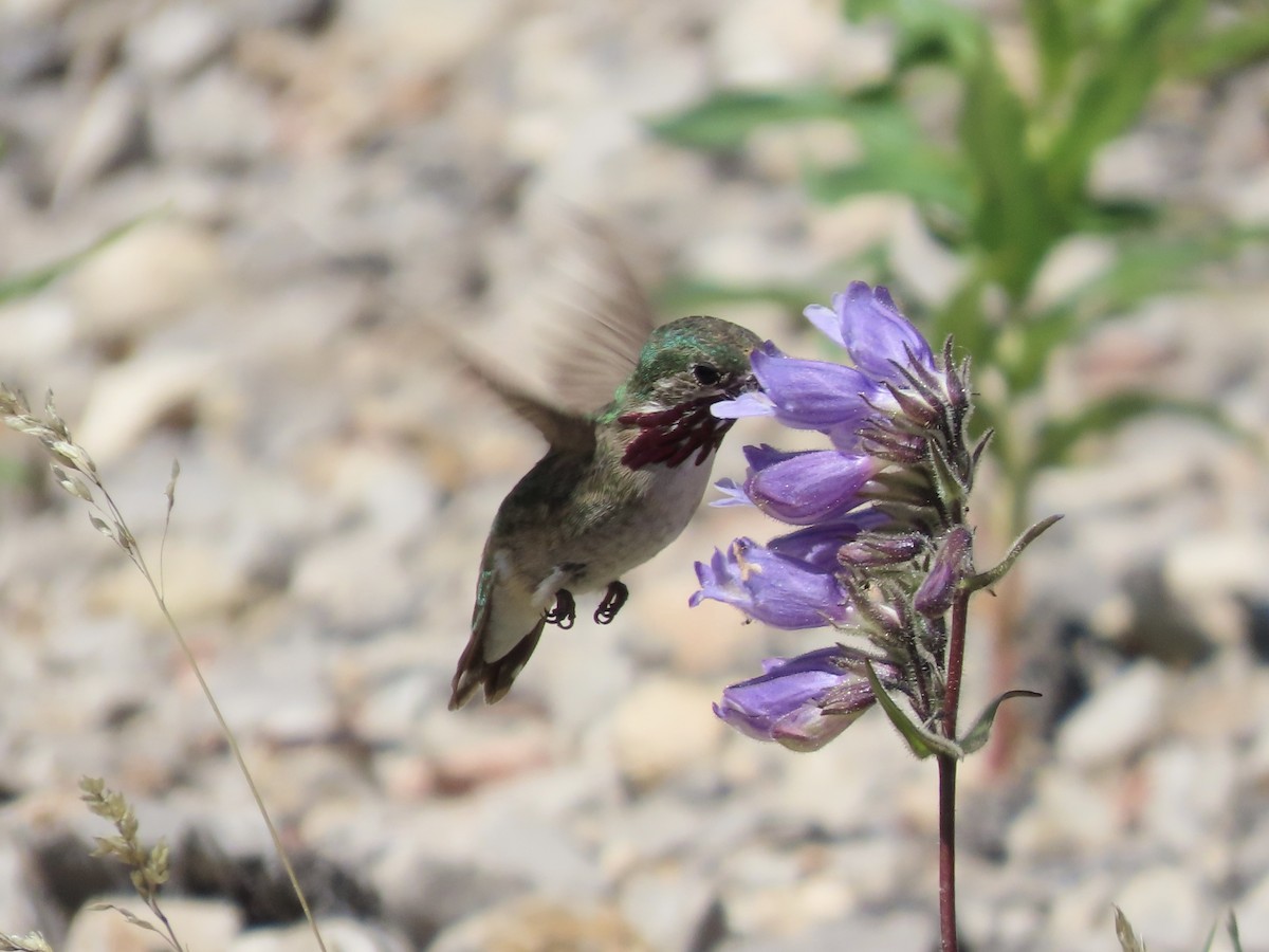 Calliope Hummingbird - ML638822463