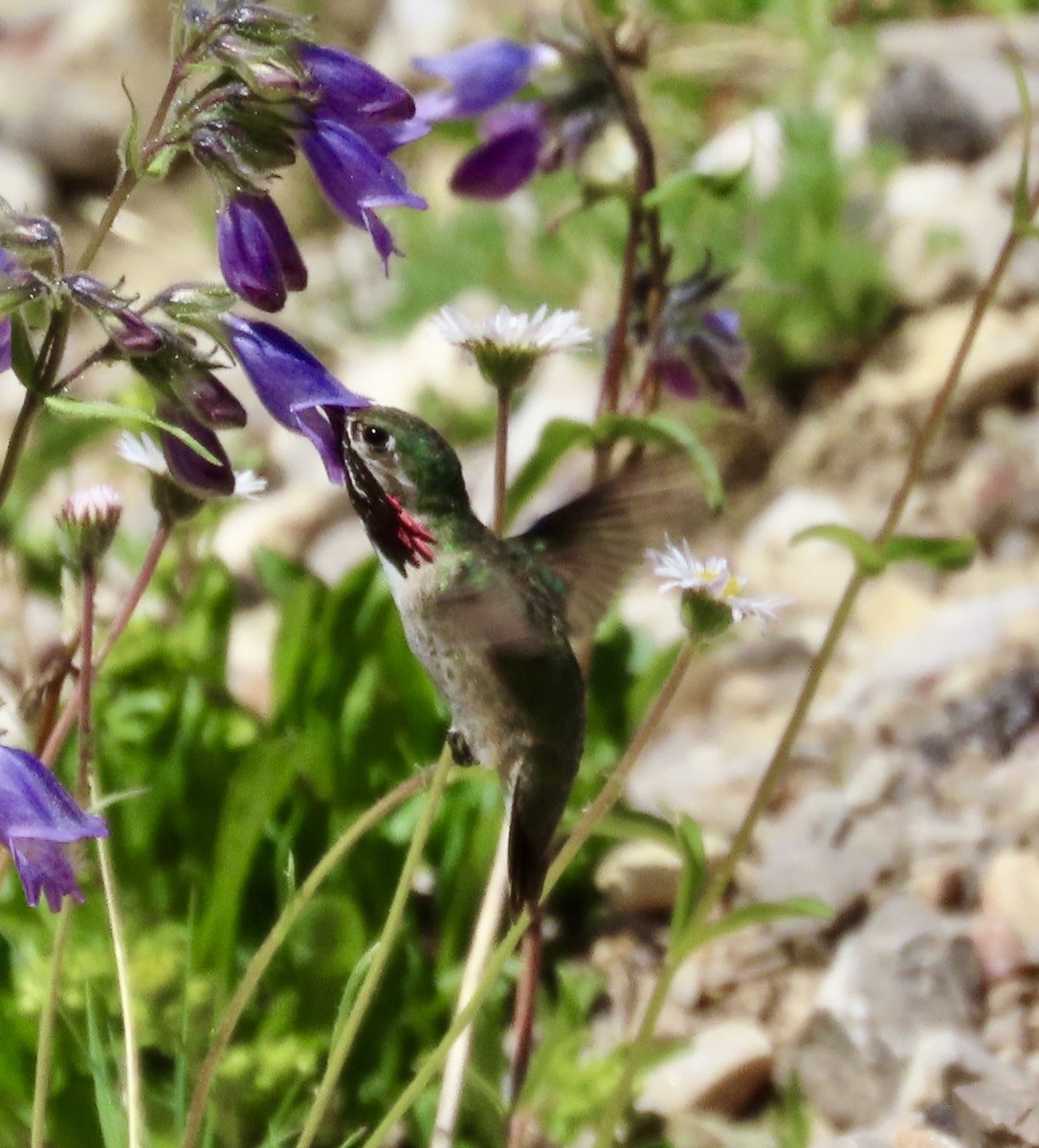 Calliope Hummingbird - ML638822464