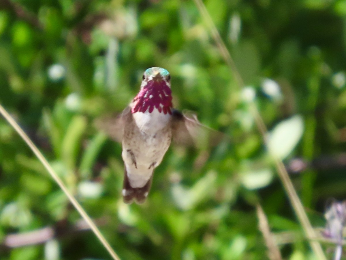 Calliope Hummingbird - ML638822465