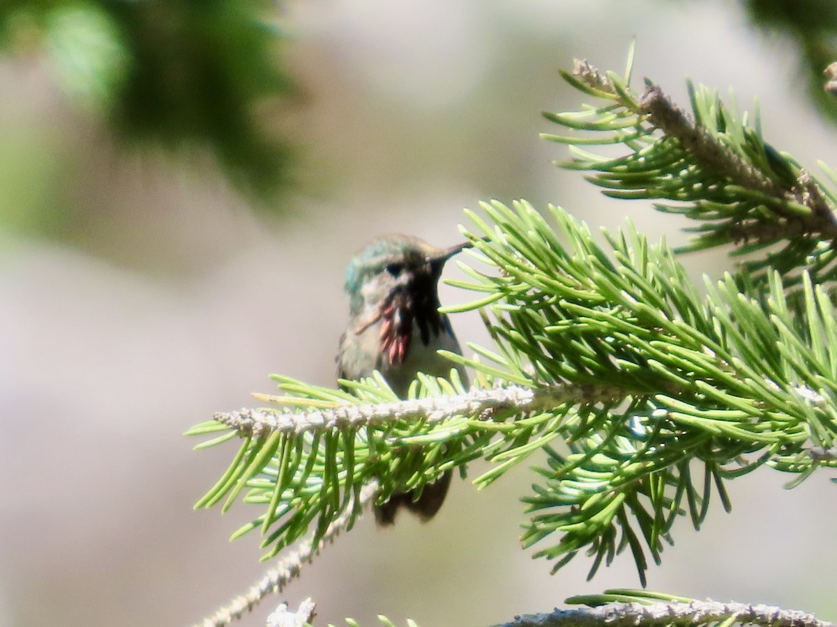 Calliope Hummingbird - ML638822466