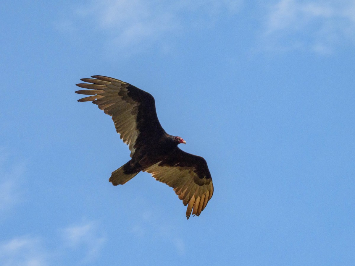Turkey Vulture - ML638822510