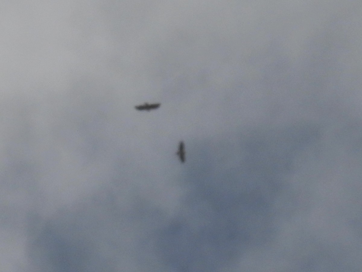 hawk sp. - ML638822531
