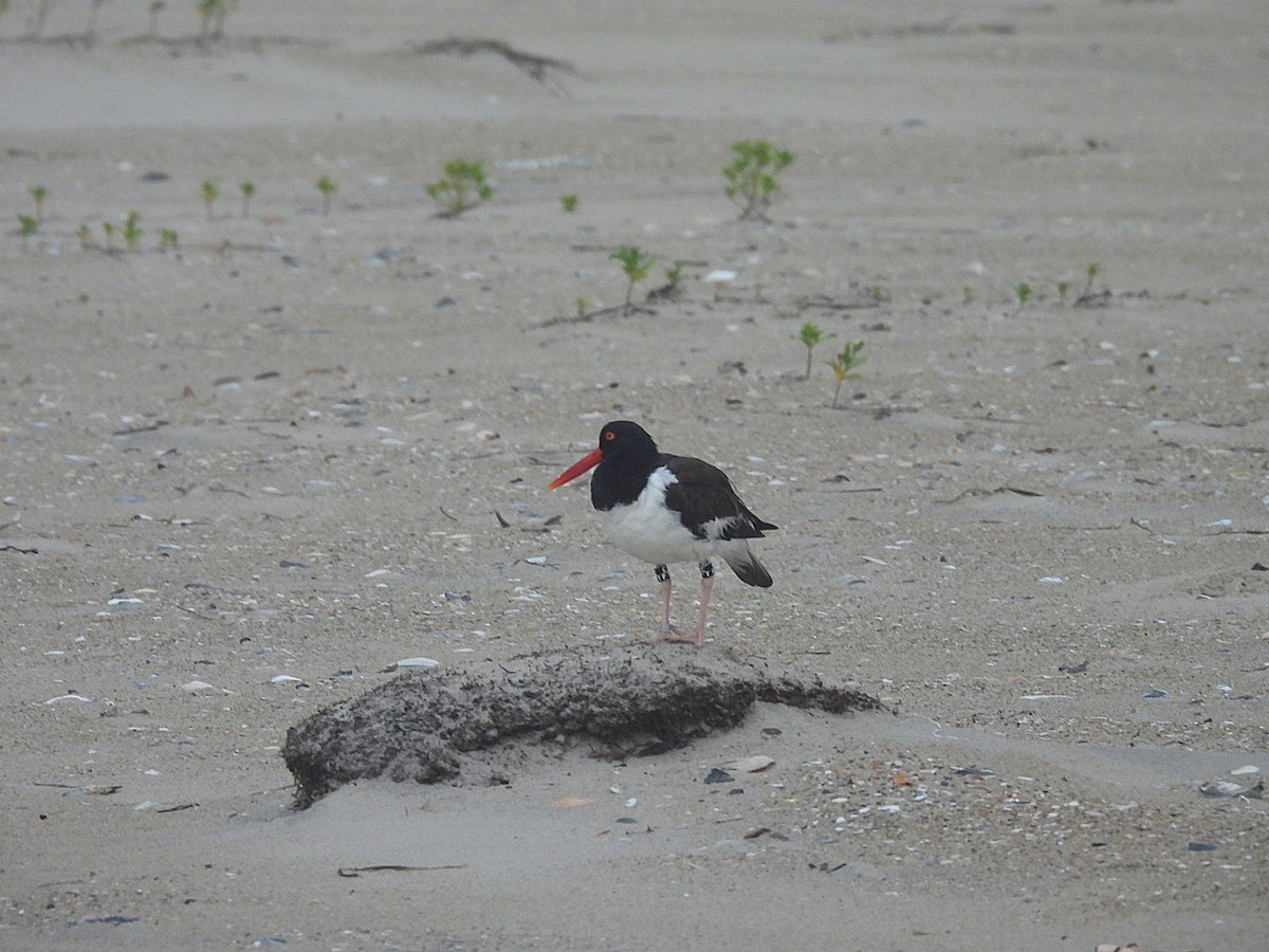 American Oystercatcher - ML638822543