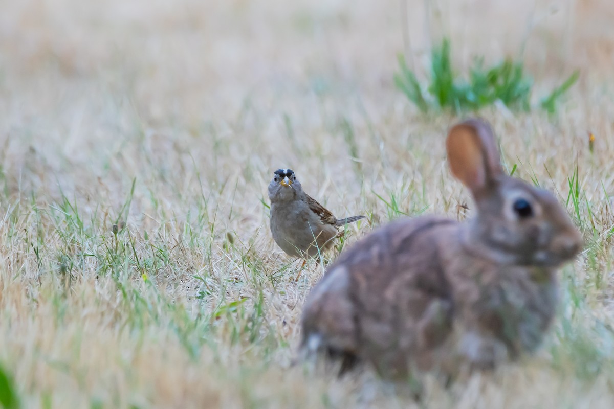 White-crowned Sparrow - ML638822551