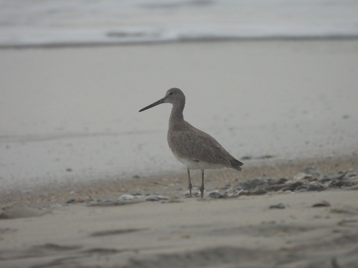 Willet - ML638822561
