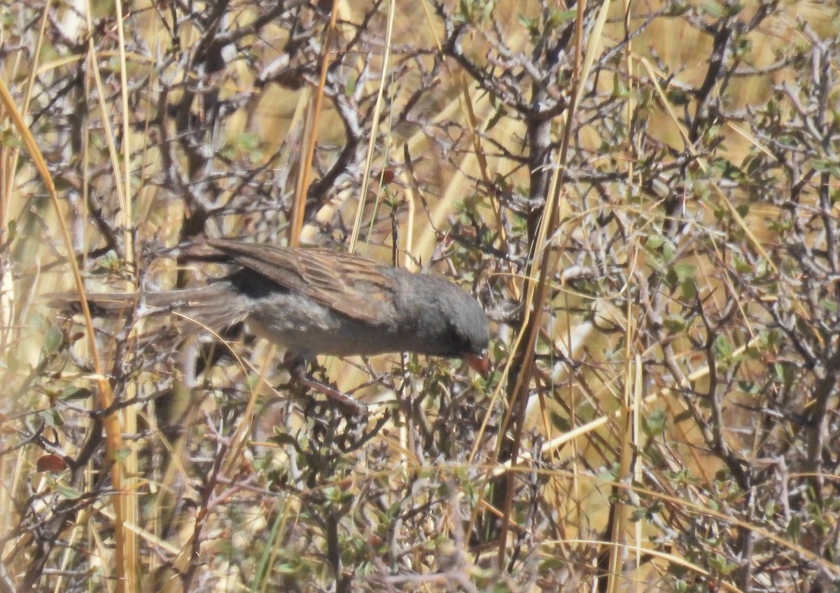 Black-chinned Sparrow - ML638822579