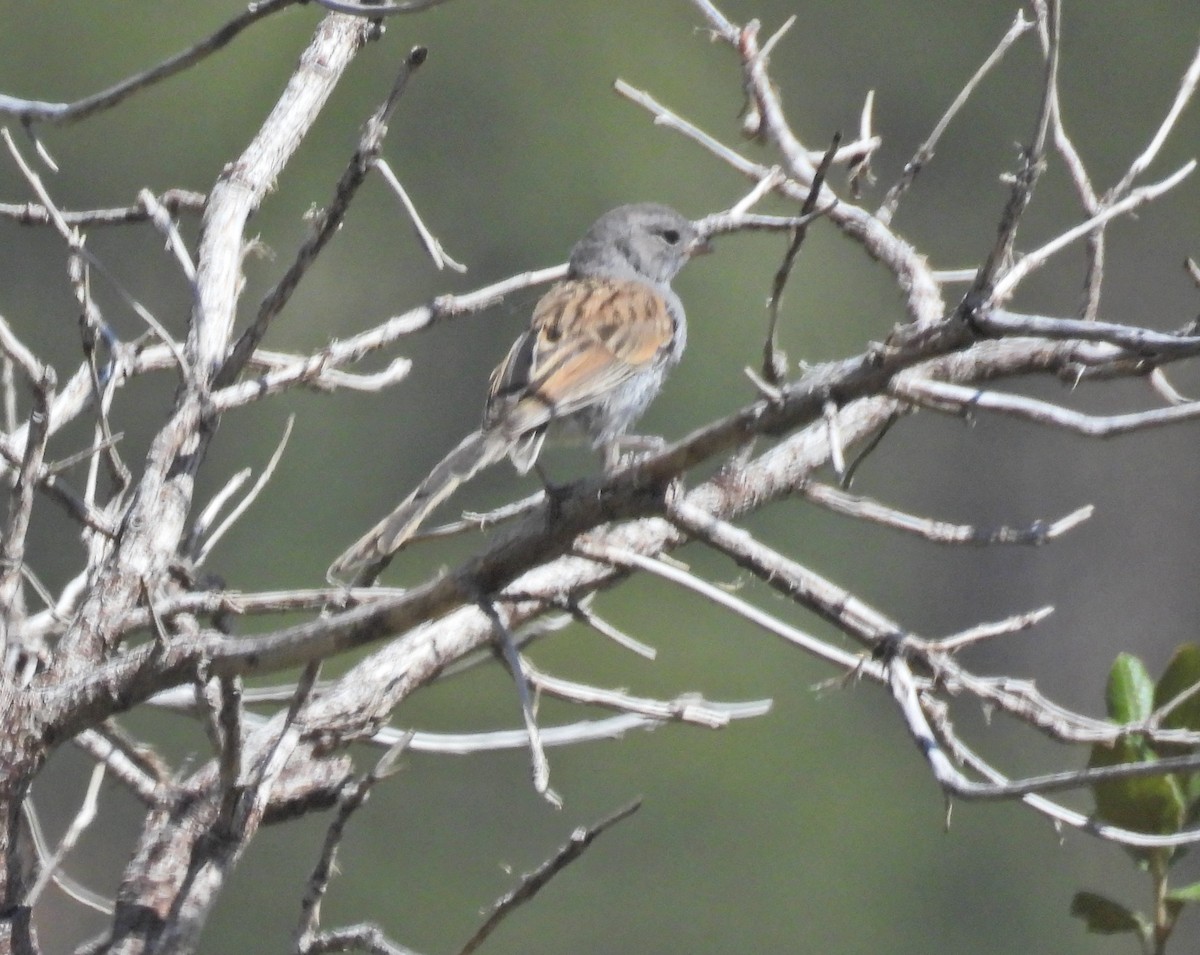 Black-chinned Sparrow - ML638822580