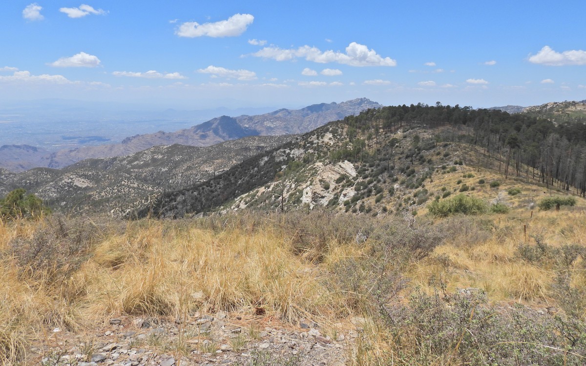 null - ML638822595