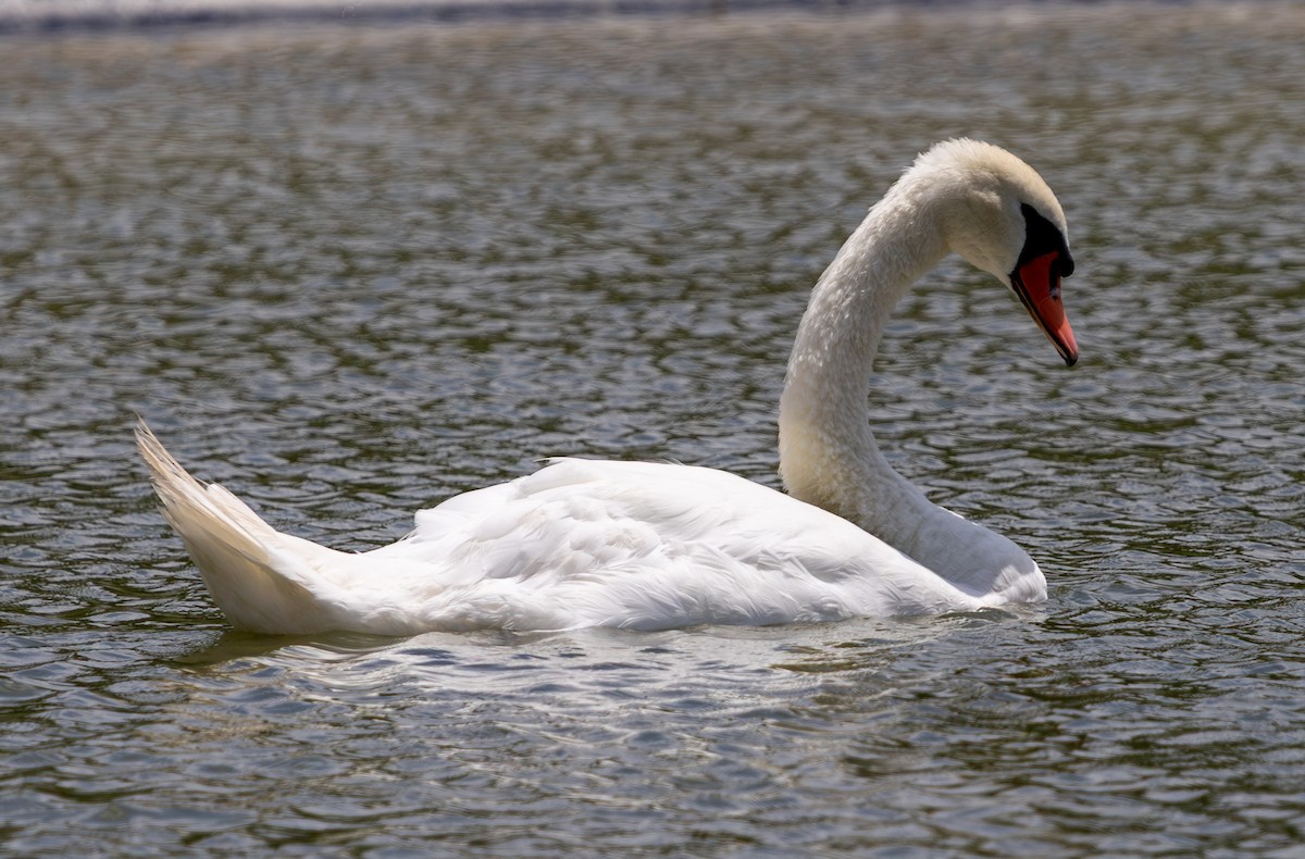 Mute Swan - ML638822612