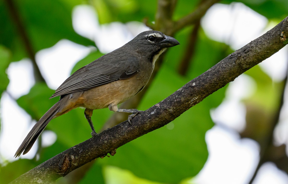 Olive-gray Saltator - ML638822614