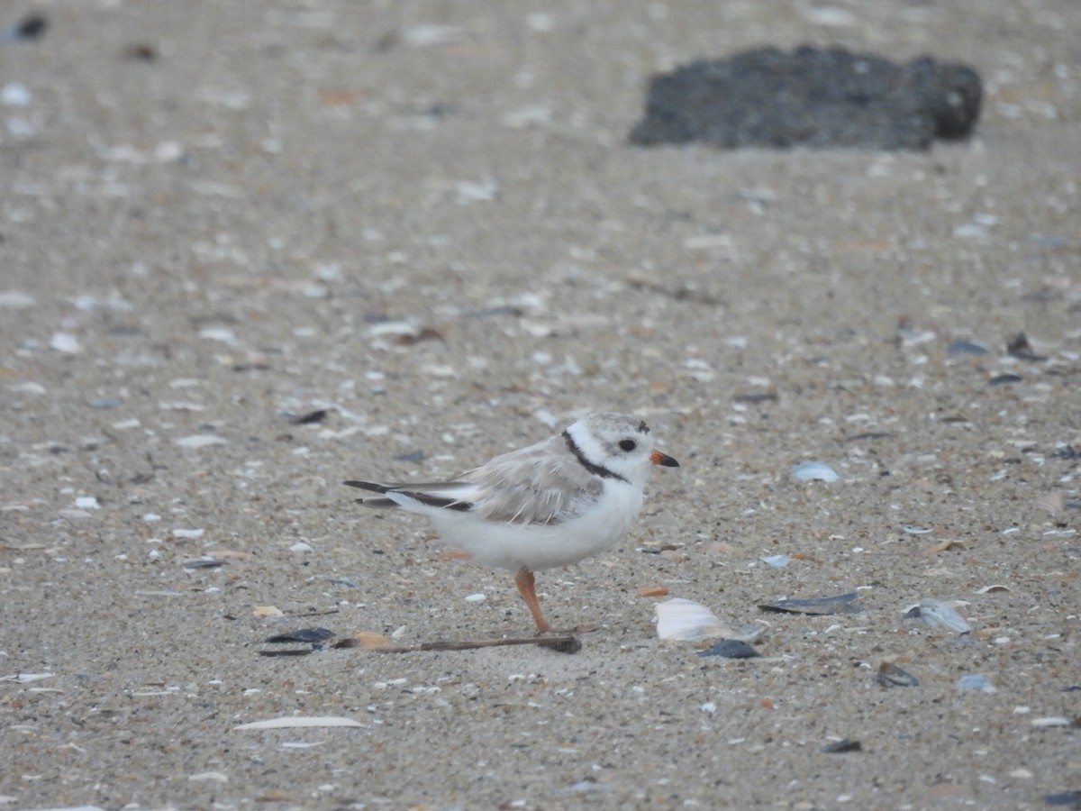 Piping Plover - ML638822618