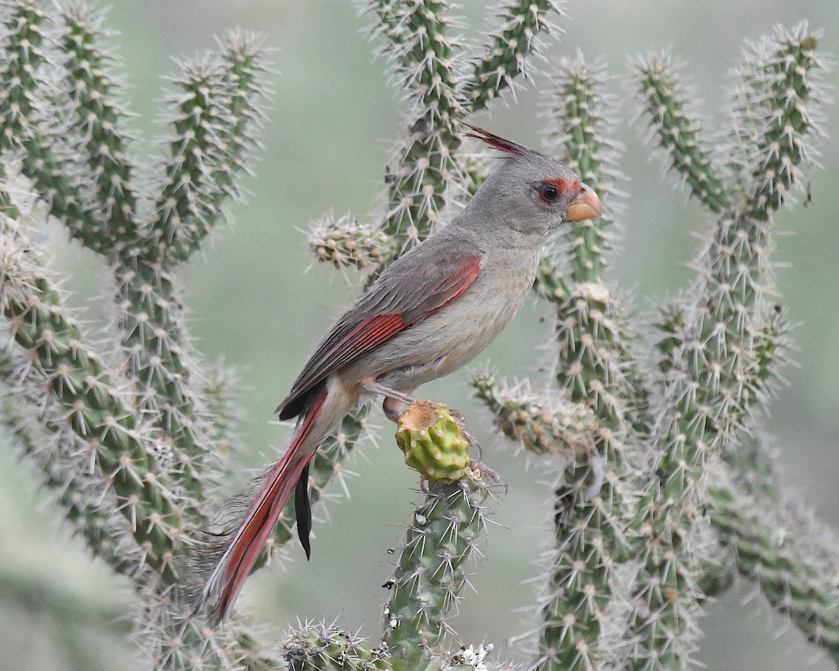 Pyrrhuloxia - ML638822620