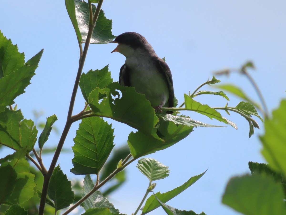 Tree Swallow - ML638822631