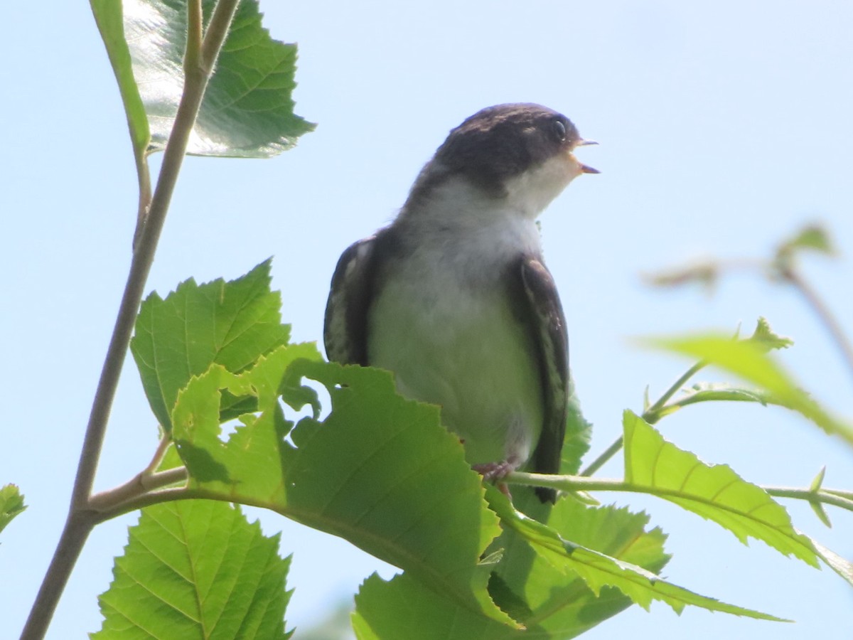 Tree Swallow - ML638822632