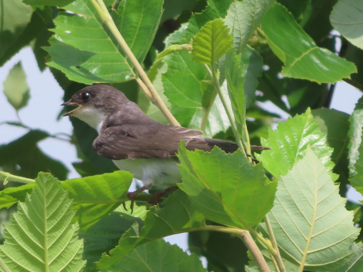 Tree Swallow - ML638822633
