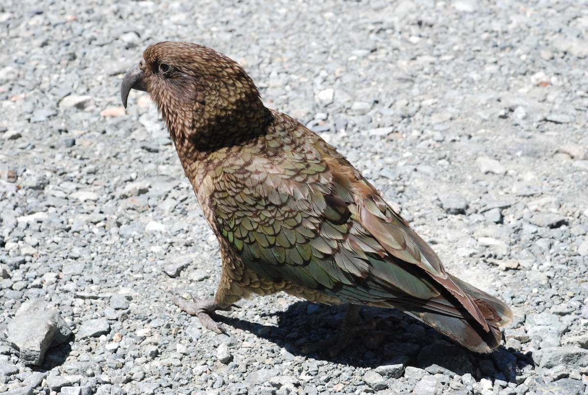 Kea - ML638822657