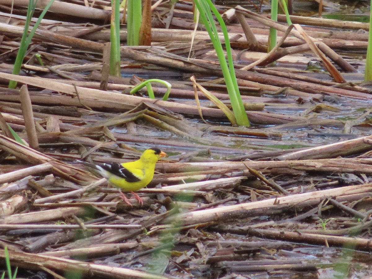 American Goldfinch - ML638822673