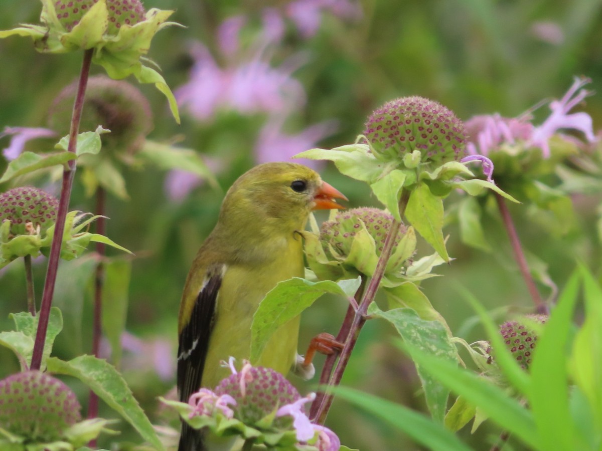 American Goldfinch - ML638822676