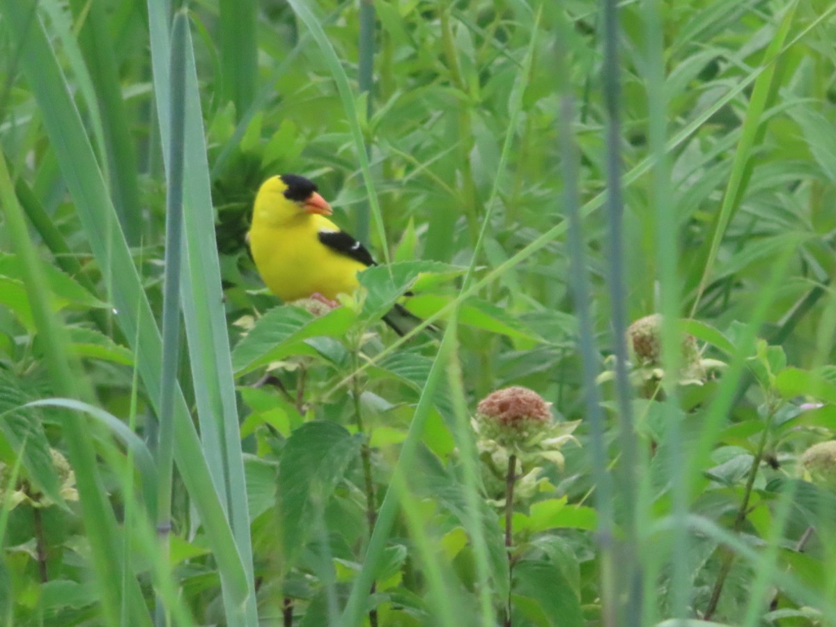 American Goldfinch - ML638822677