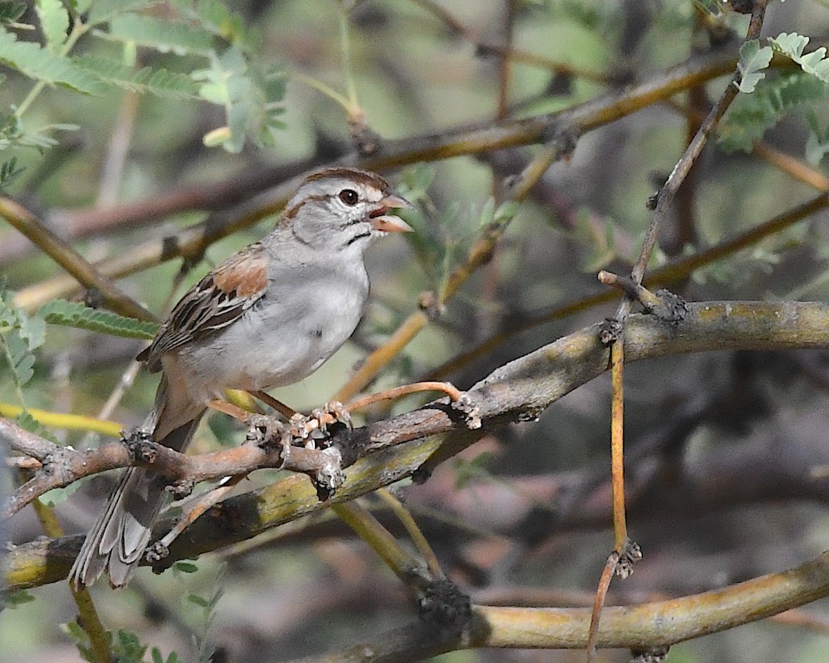 Rufous-winged Sparrow - ML638822681