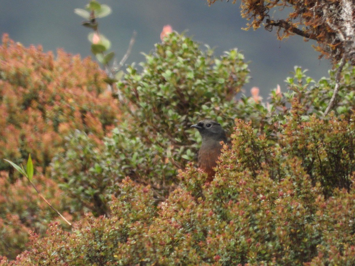 Chestnut-bellied Cotinga - ML638822685