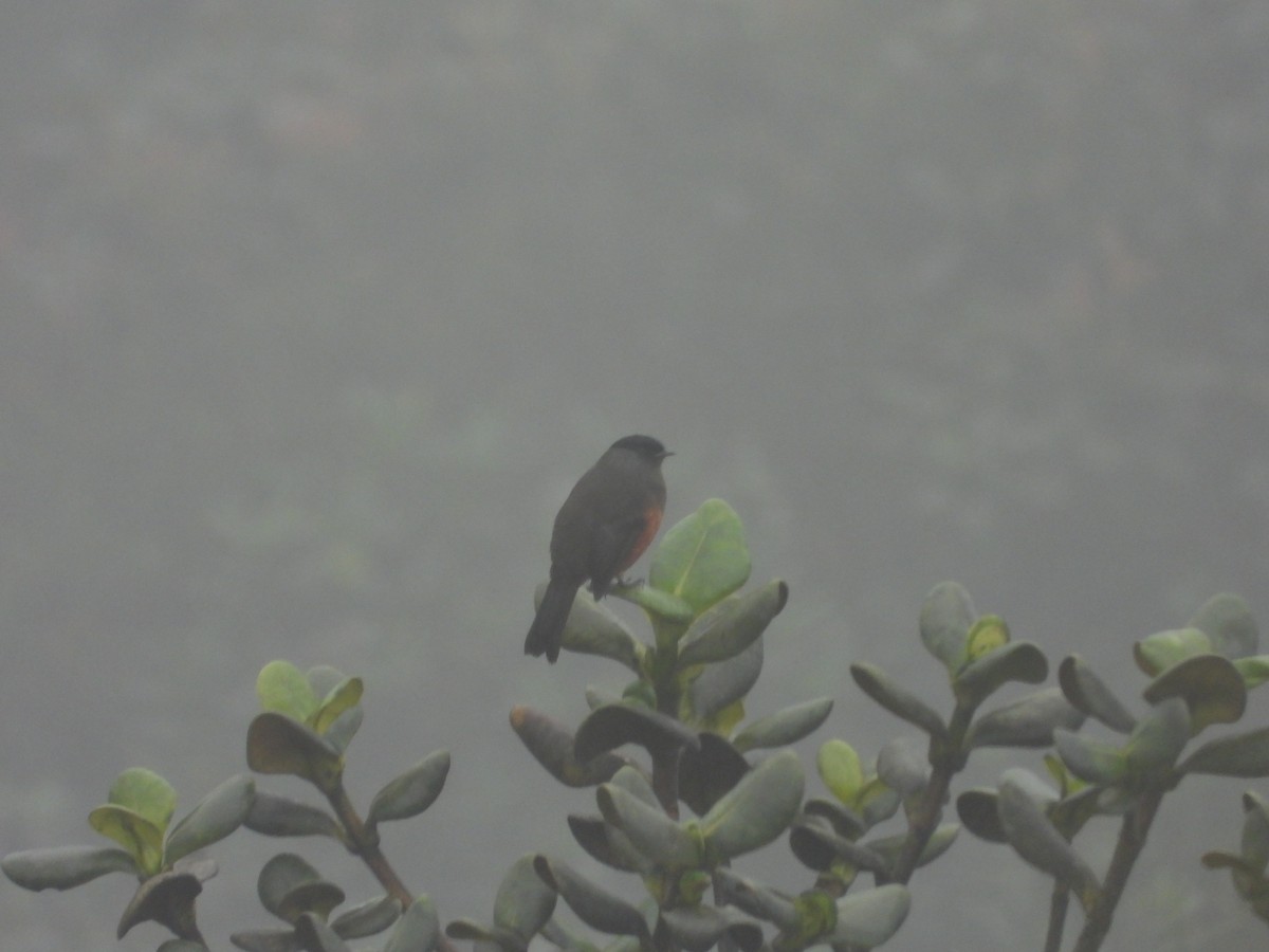 Chestnut-bellied Cotinga - ML638822686