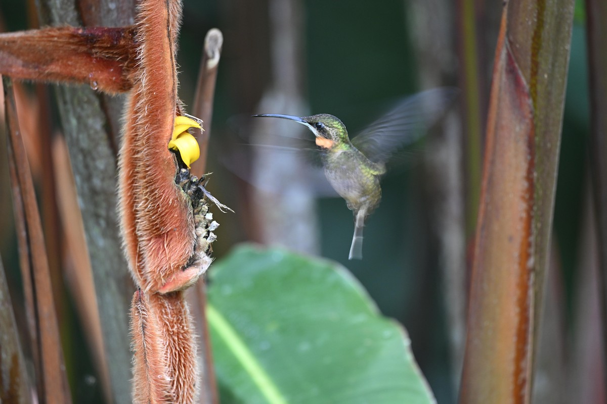 Pale-tailed Barbthroat - ML638822716