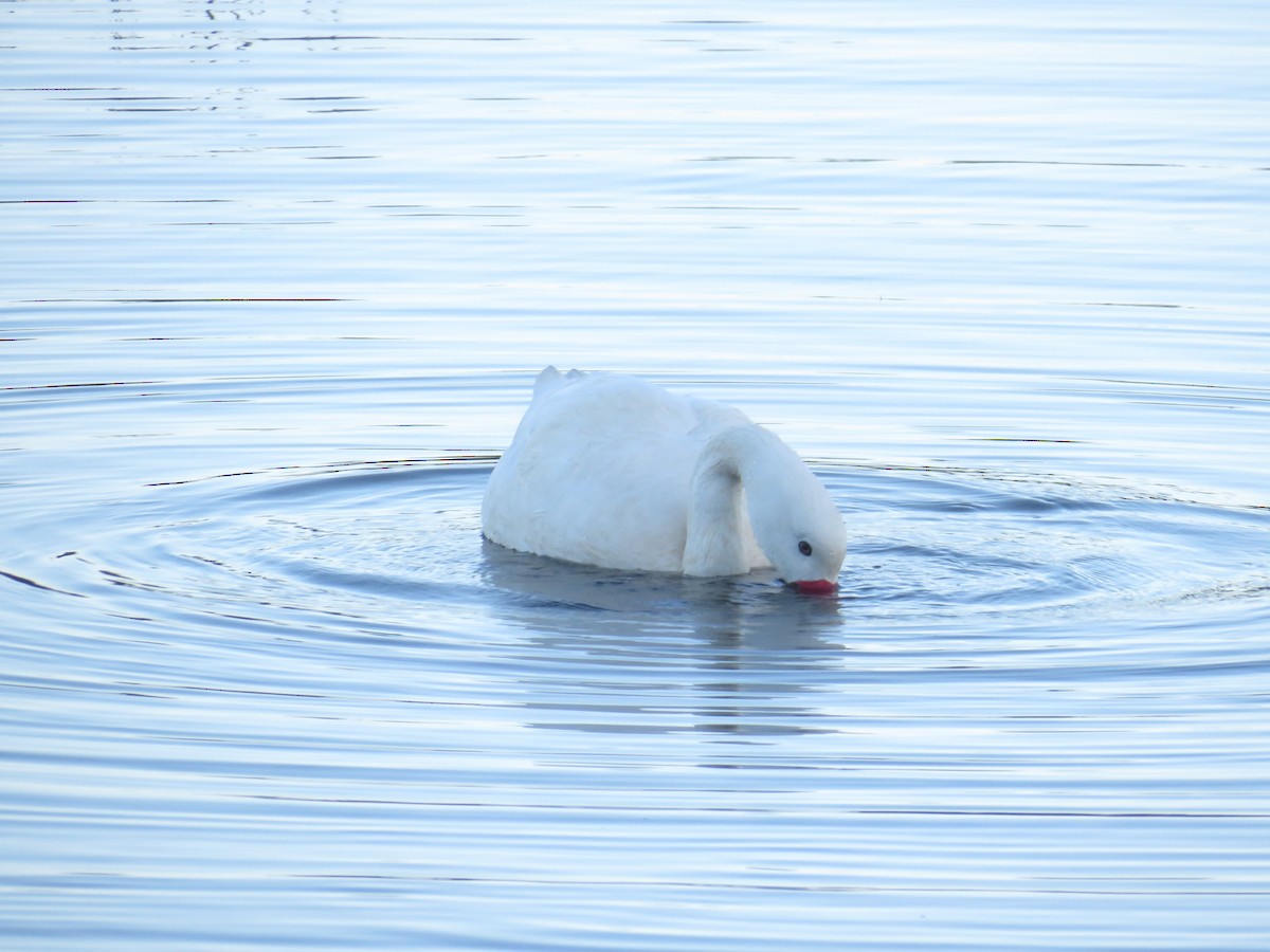 Coscoroba Swan - ML638822717