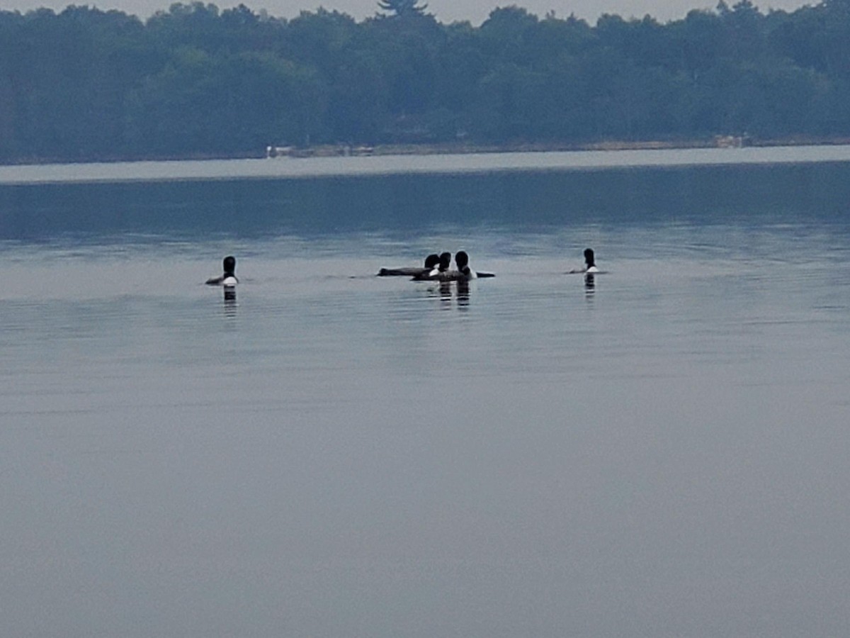 Common Loon - ML638822727