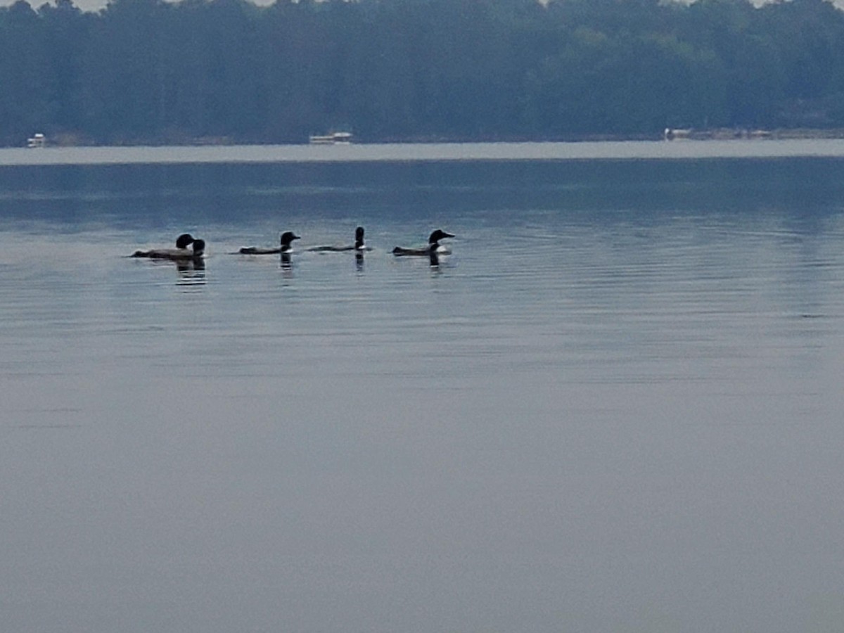 Common Loon - ML638822728