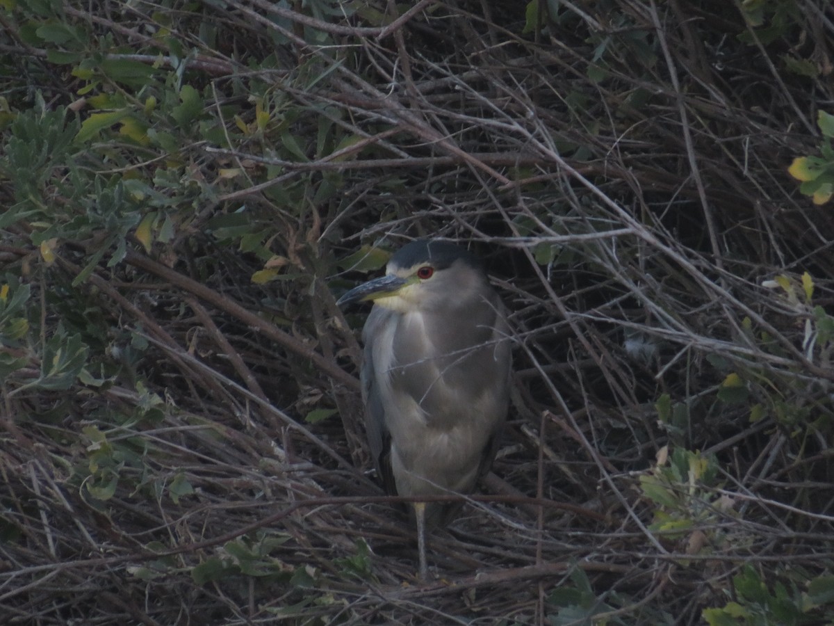 Black-crowned Night Heron - ML638822732