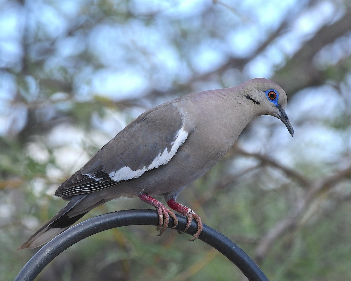 White-winged Dove - ML638822742