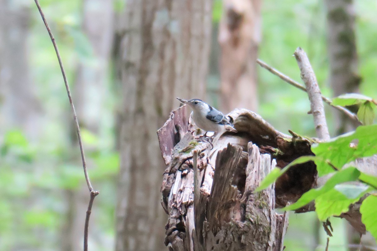 White-breasted Nuthatch - ML638822746