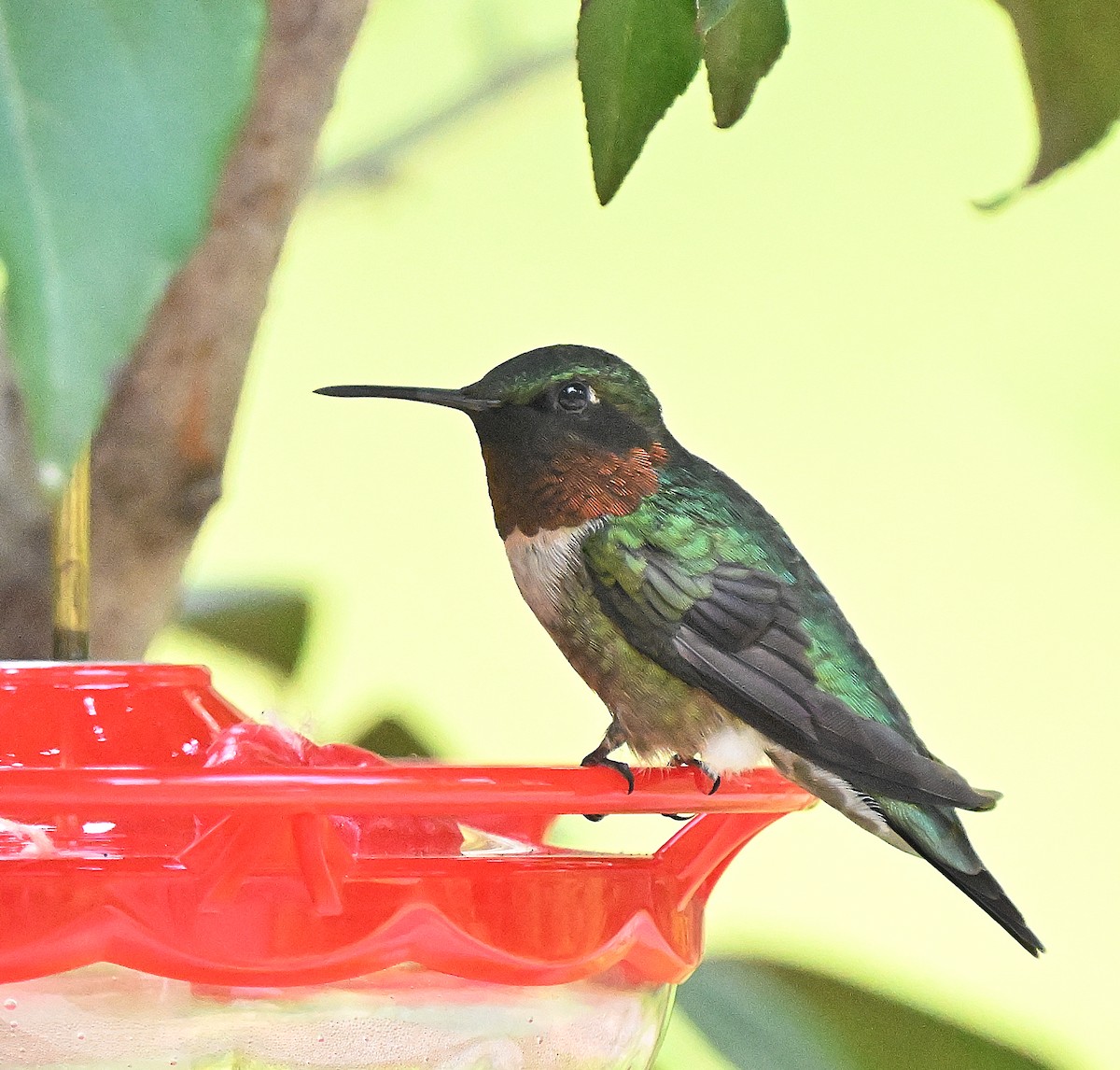 Ruby-throated Hummingbird - ML638822747