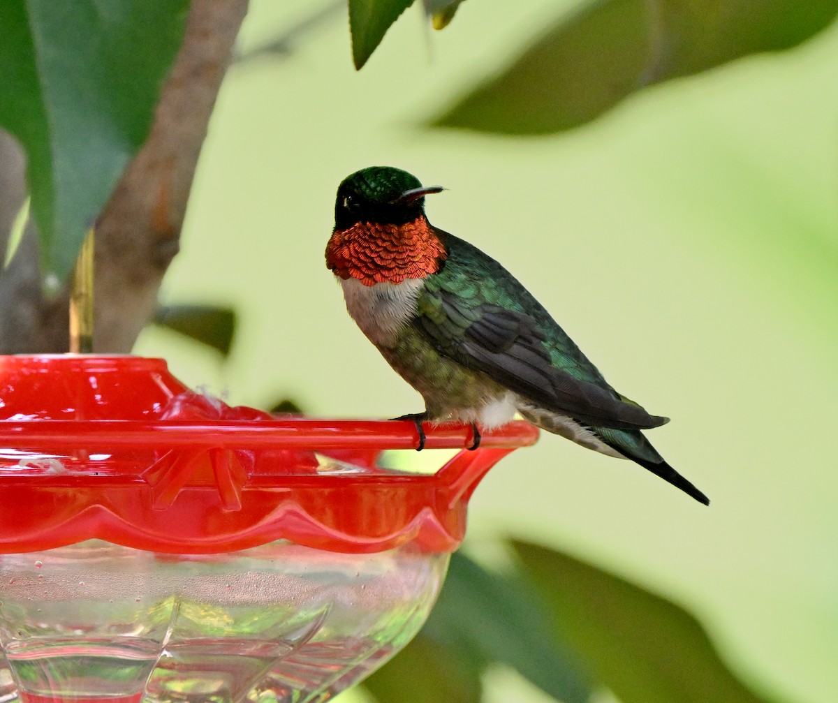Ruby-throated Hummingbird - ML638822763