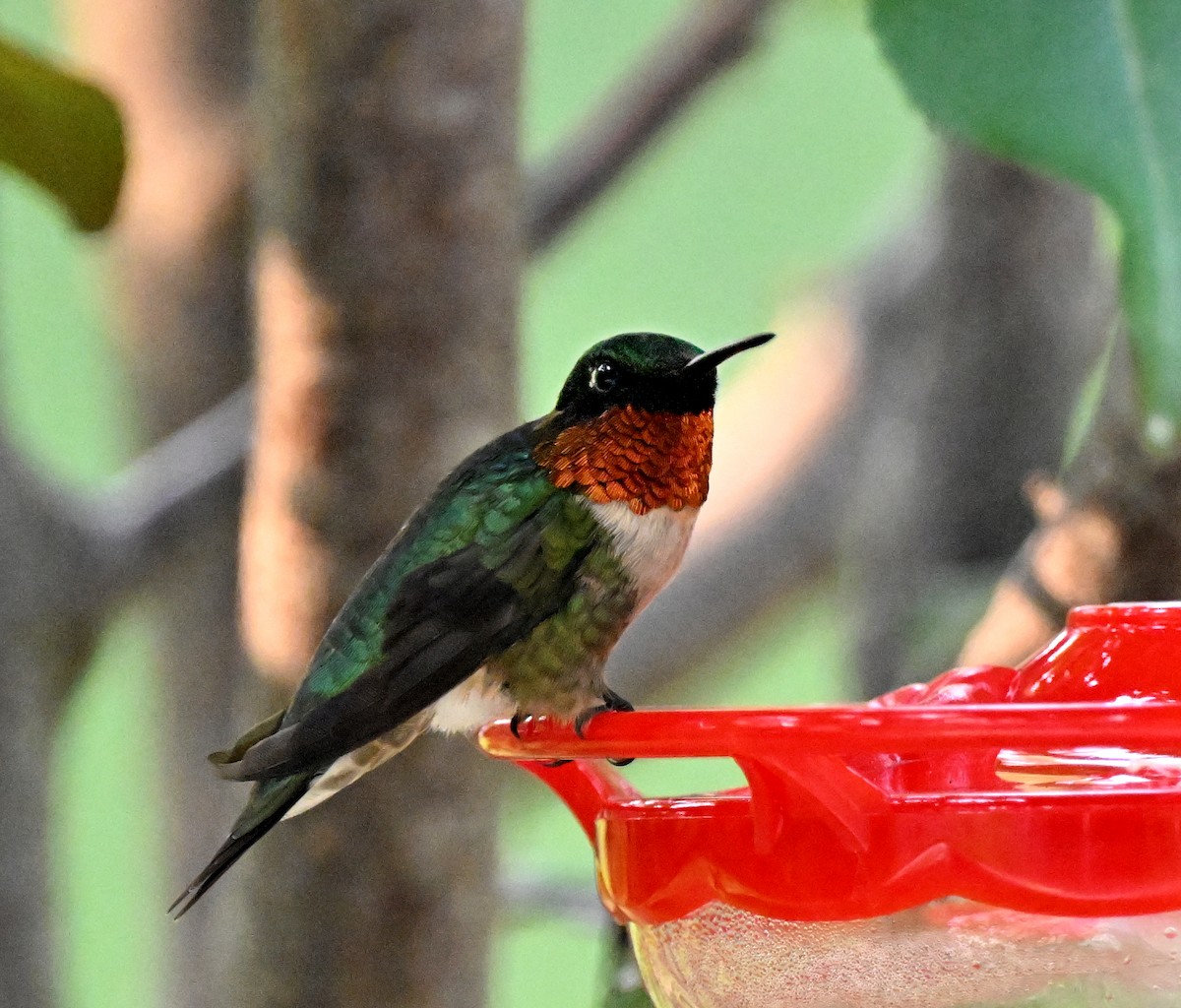Ruby-throated Hummingbird - ML638822776