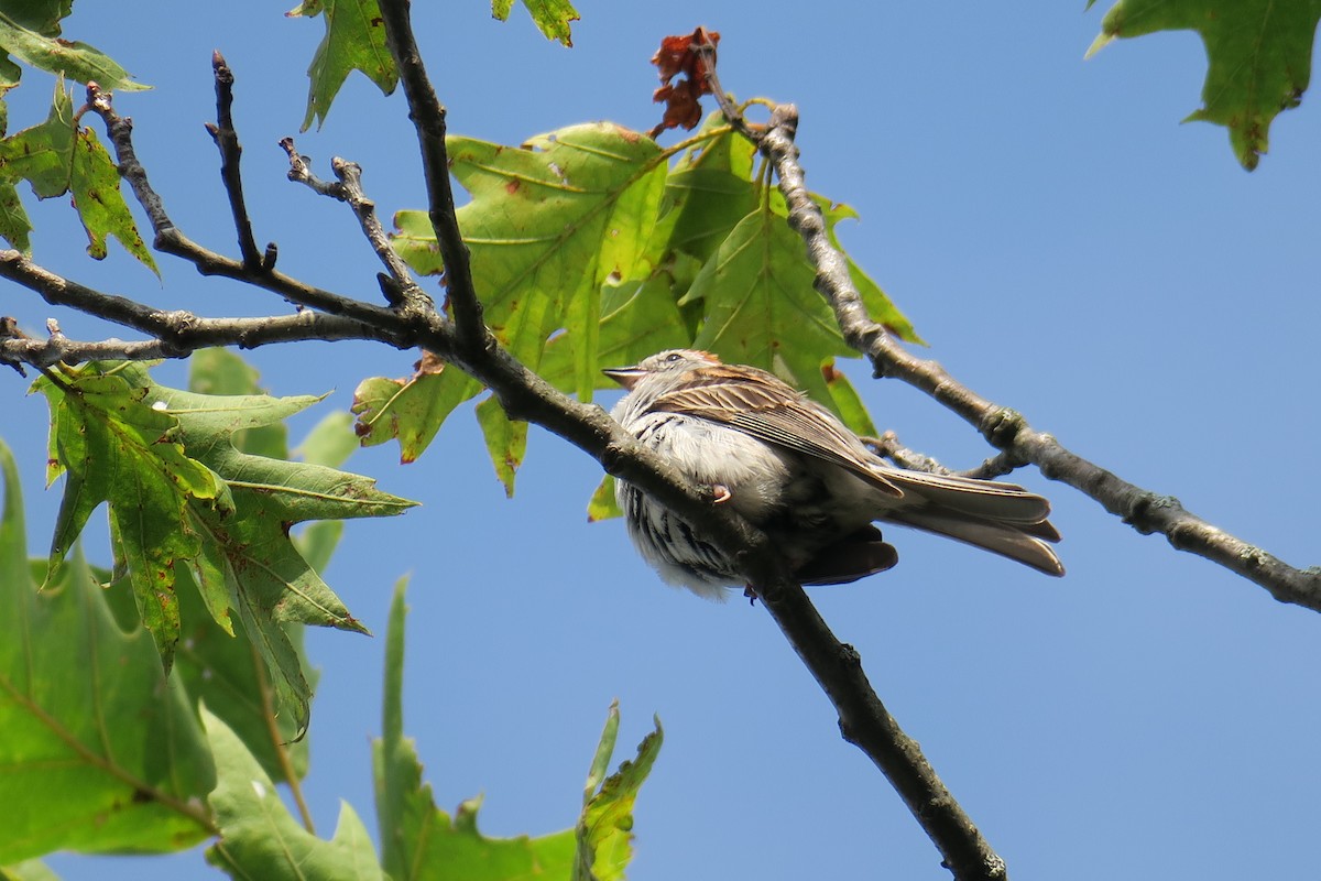 Chipping Sparrow - ML638822780