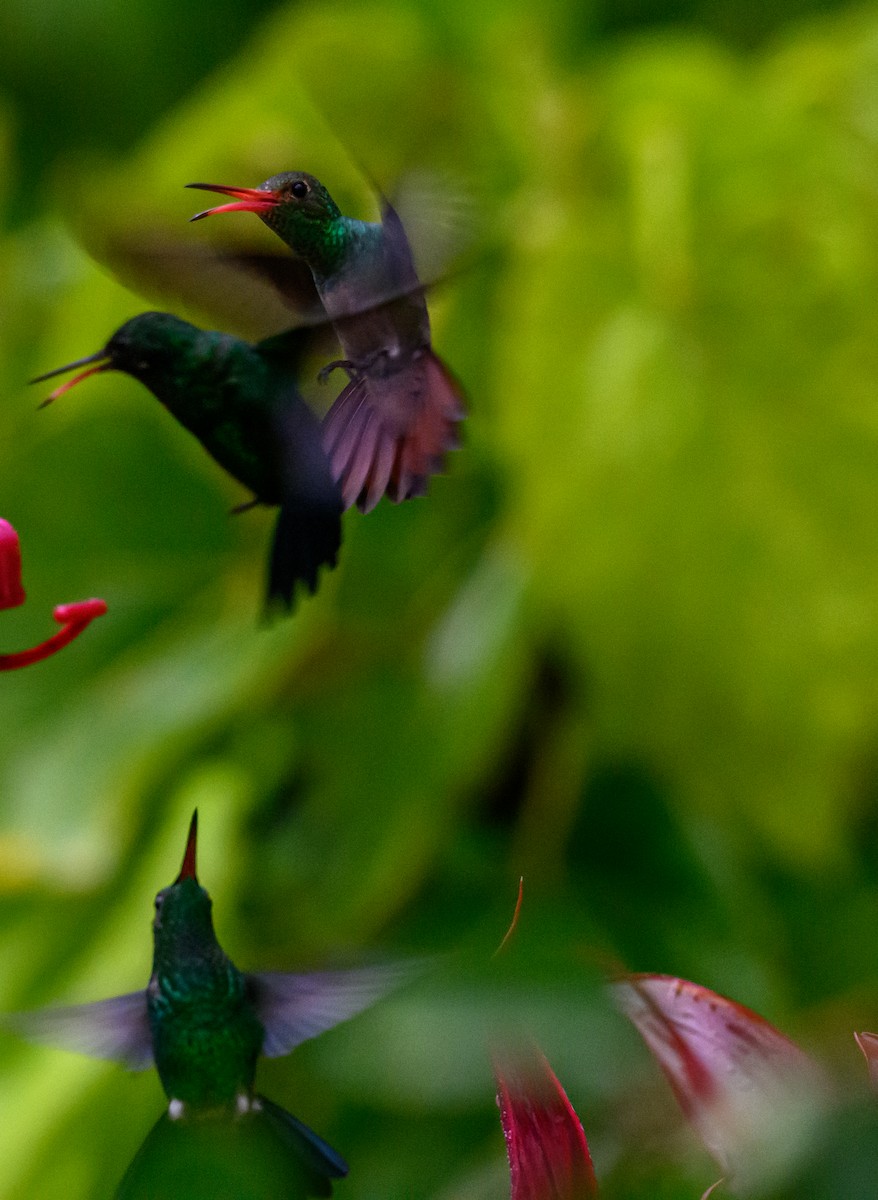 Rufous-tailed Hummingbird - ML638822796