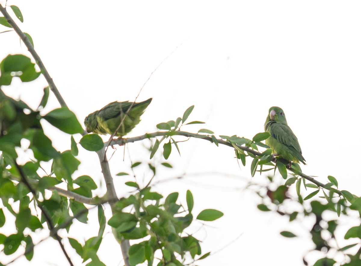 Orange-chinned Parakeet - ML638822863