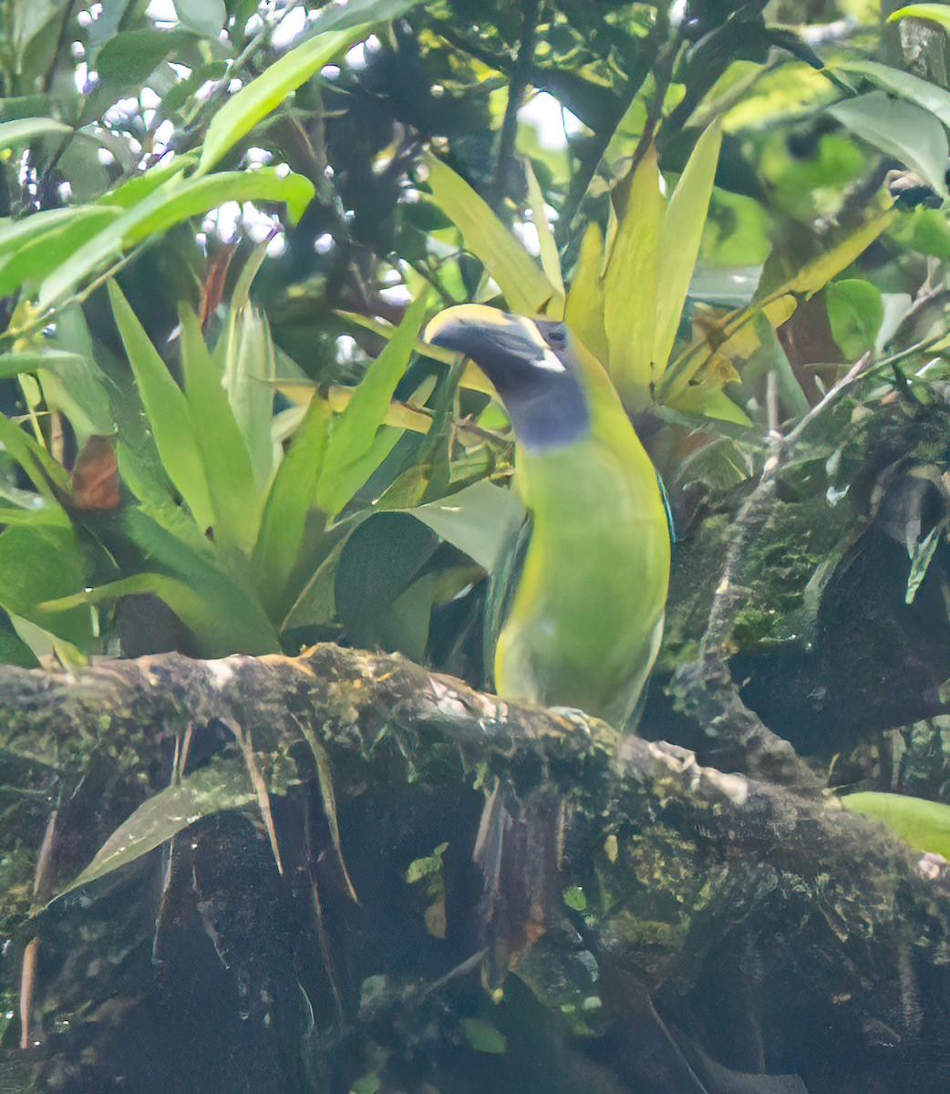 Northern Emerald-Toucanet - ML638822866