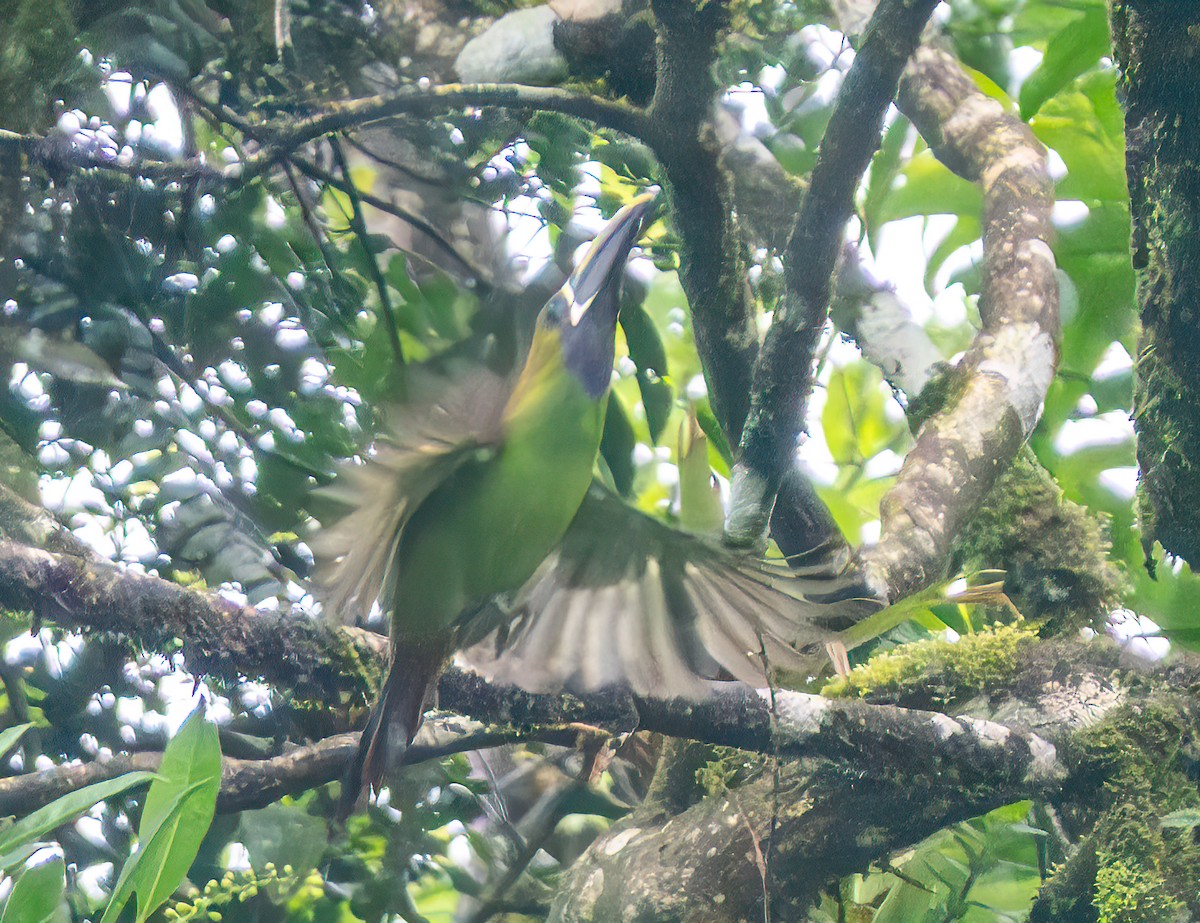 Northern Emerald-Toucanet - ML638822868