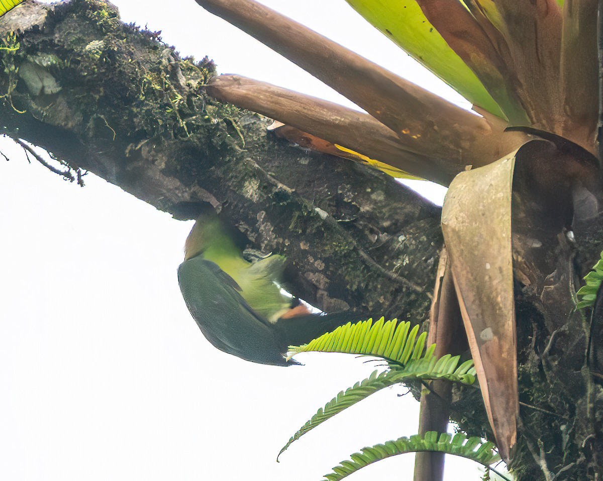 Northern Emerald-Toucanet - ML638822870