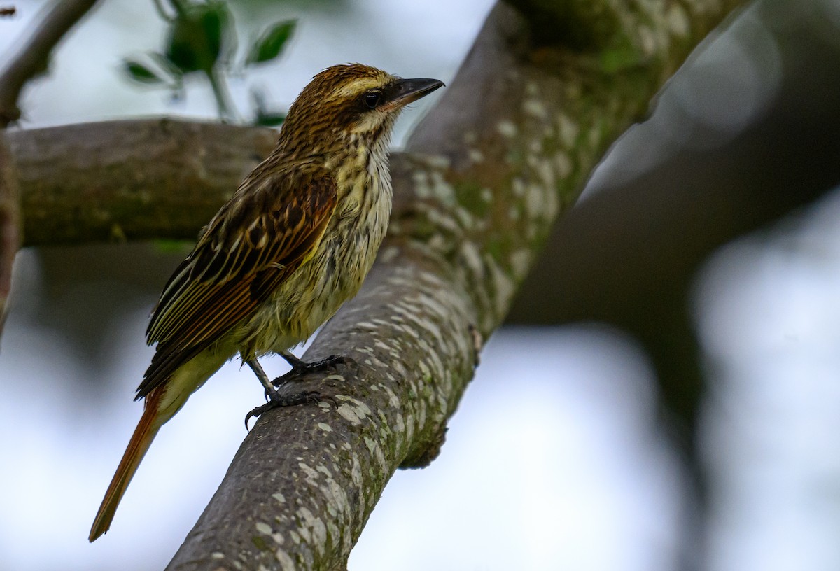 Streaked Flycatcher - ML638822871