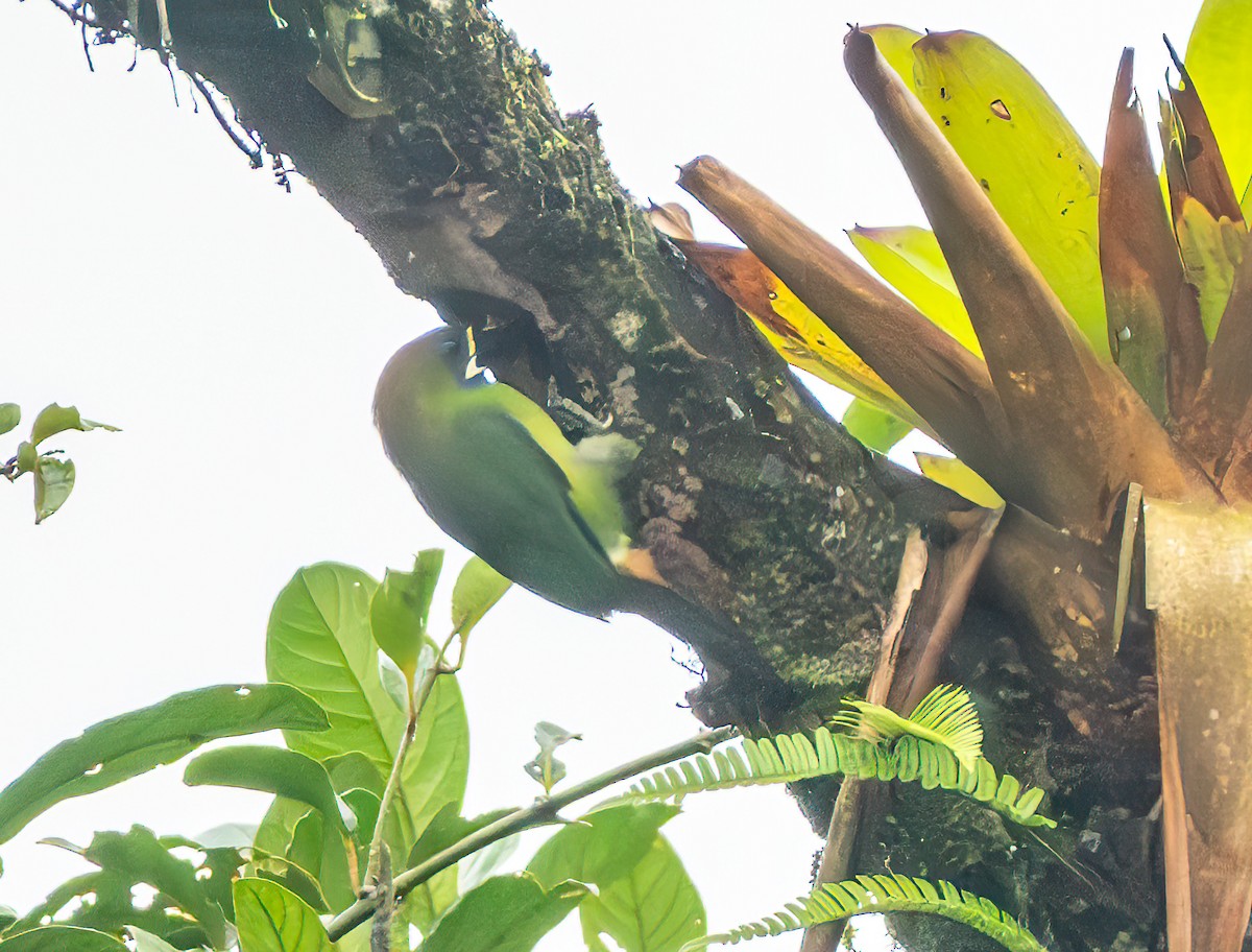 Northern Emerald-Toucanet - ML638822876